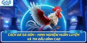 Đá gà GO8 - BETBEYOND